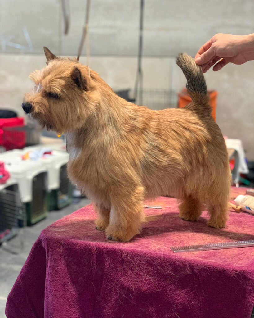 Norwich Terrier premiado en competición de belleza canina