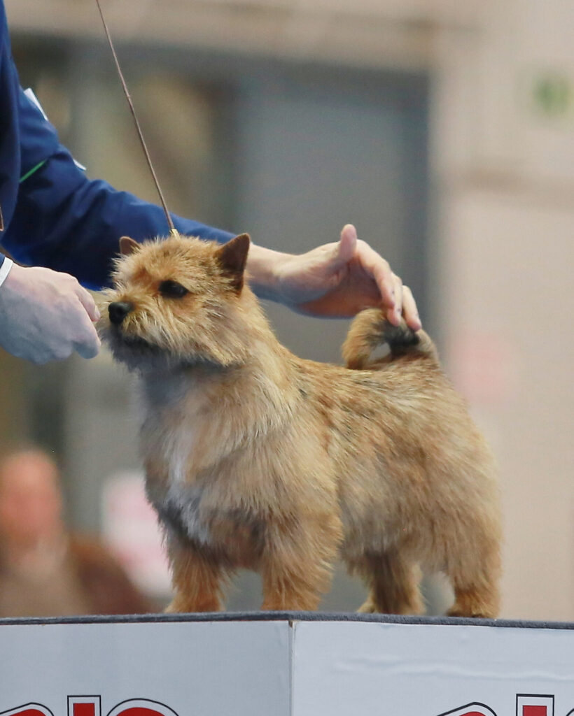 Perro Norwich Terrier posando en ring de concurso canino