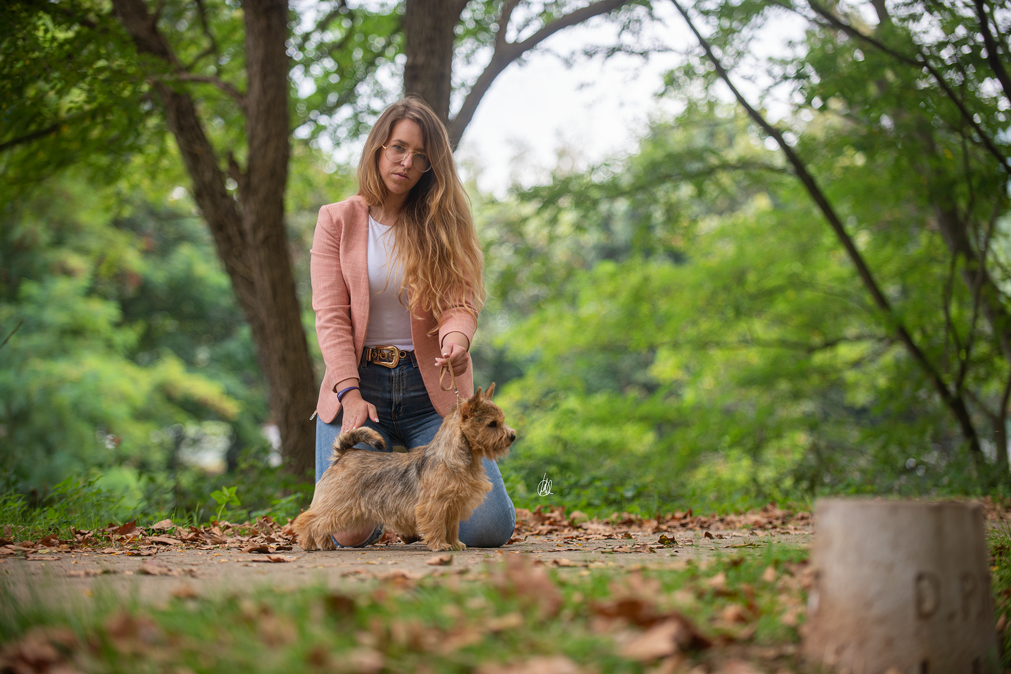 Norwich Terrier demostrando su porte y elegancia en exhibición