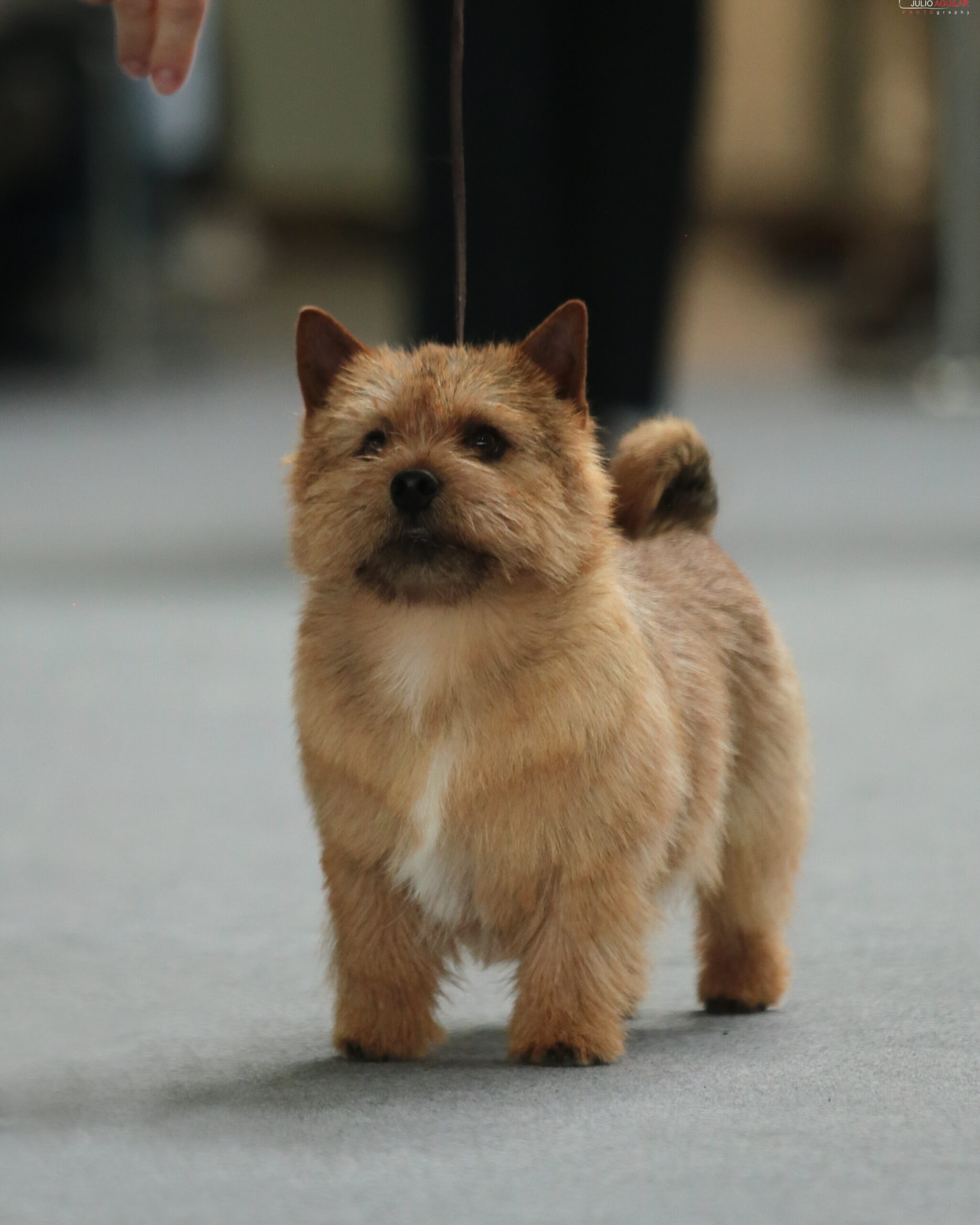 Perro Norwich Terrier posando en ring de concurso canino