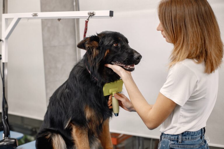 Perro recibiendo corte de pelo profesional en peluquería canina