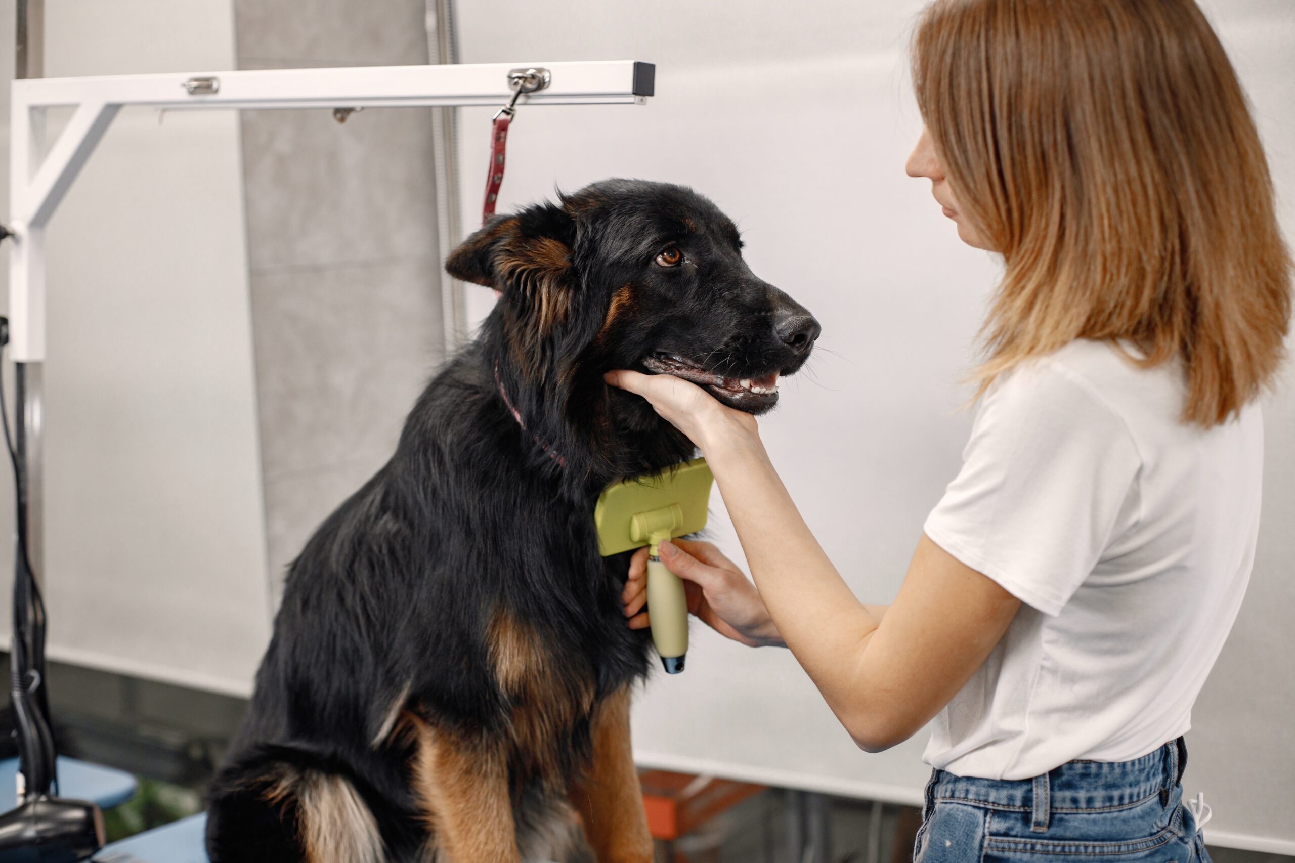 Perro recibiendo corte de pelo profesional en peluquería canina