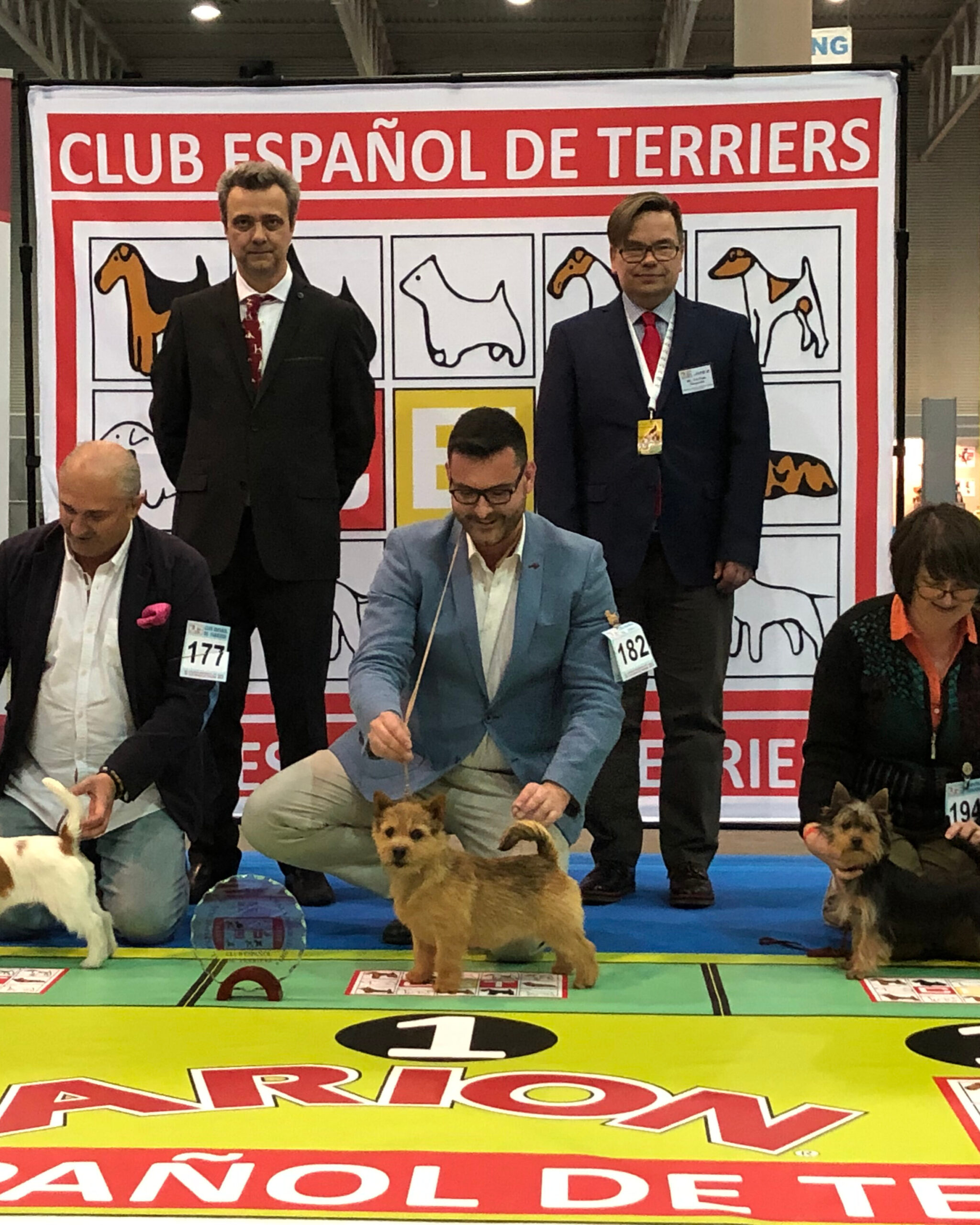 Norwich Terrier premiado en competición de belleza canina