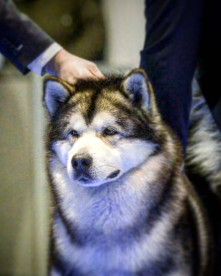 Alaskan Malamute adulto posando al aire libre, raza de trabajo y belleza imponente