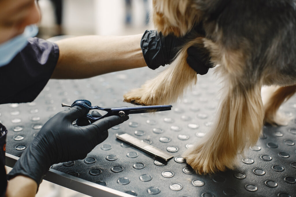 Perro recibiendo corte de pelo profesional en peluquería canina