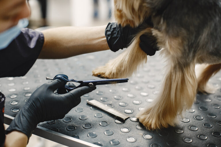 Perro recibiendo corte de pelo profesional en peluquería canina