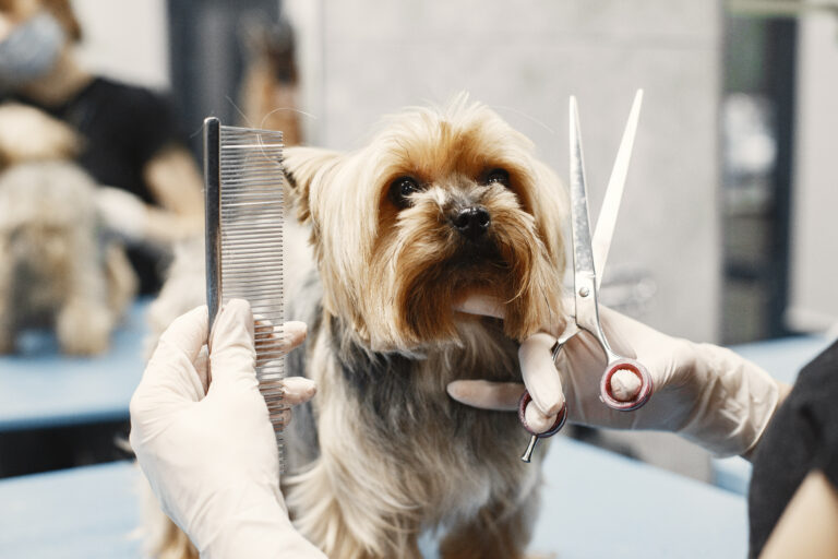 Perro recibiendo corte de pelo profesional en peluquería canina