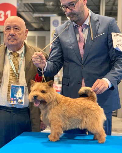 Norwich Terrier premiado en competición de belleza canina