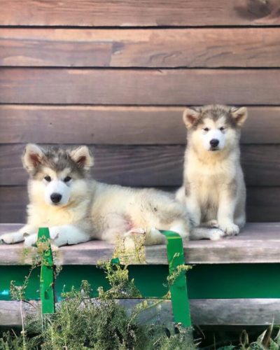 Cachorros de Alaskan Malamute sentados juntos sobre césped, mostrando su pelaje espeso y expresión juguetona.