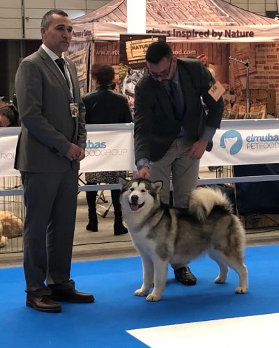 Alaskan Malamute adulto posando al aire libre, raza de trabajo y belleza imponente