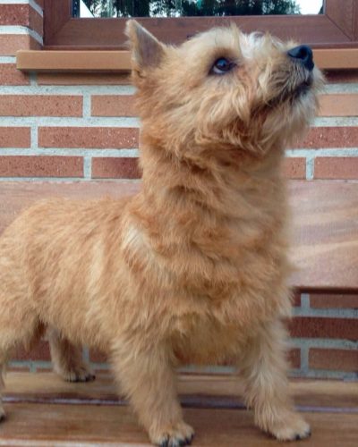 Perro Norwich Terrier posando en ring de concurso canino