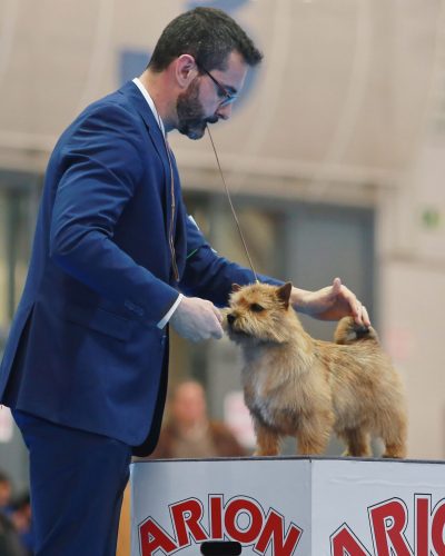 Norwich Terrier premiado en competición de belleza canina