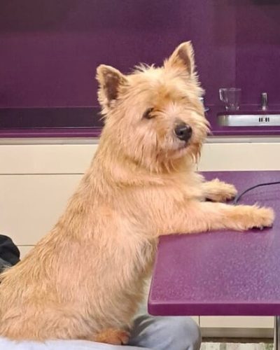 Perro Norwich Terrier posando en ring de concurso canino