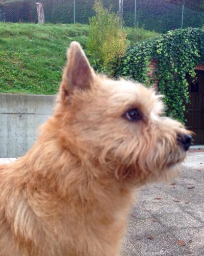 Norwich Terrier premiado en competición de belleza canina