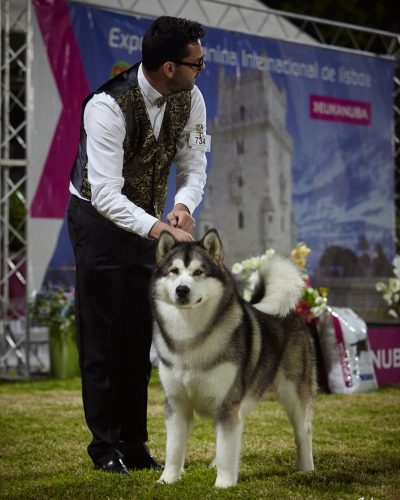 Cachorros de Alaskan Malamute sentados juntos sobre césped, mostrando su pelaje espeso y expresión juguetona.