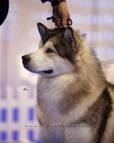 Alaskan Malamute adulto posando al aire libre, raza de trabajo y belleza imponente