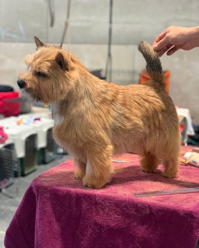 Norwich Terrier premiado en competición de belleza canina