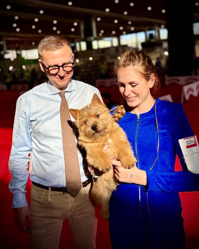 Norwich Terrier en concurso canino mostrando su postura ideal