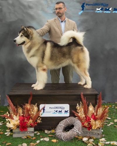 Alaskan Malamute adulto posando al aire libre, raza de trabajo y belleza imponente