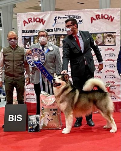 Alaskan Malamute adulto posando al aire libre, raza de trabajo y belleza imponente