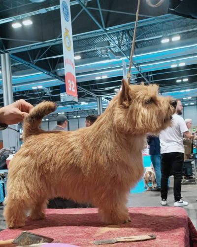 Norwich Terrier premiado en competición de belleza canina